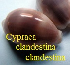 Cypraea clandestina clandestina, von Linné 1767